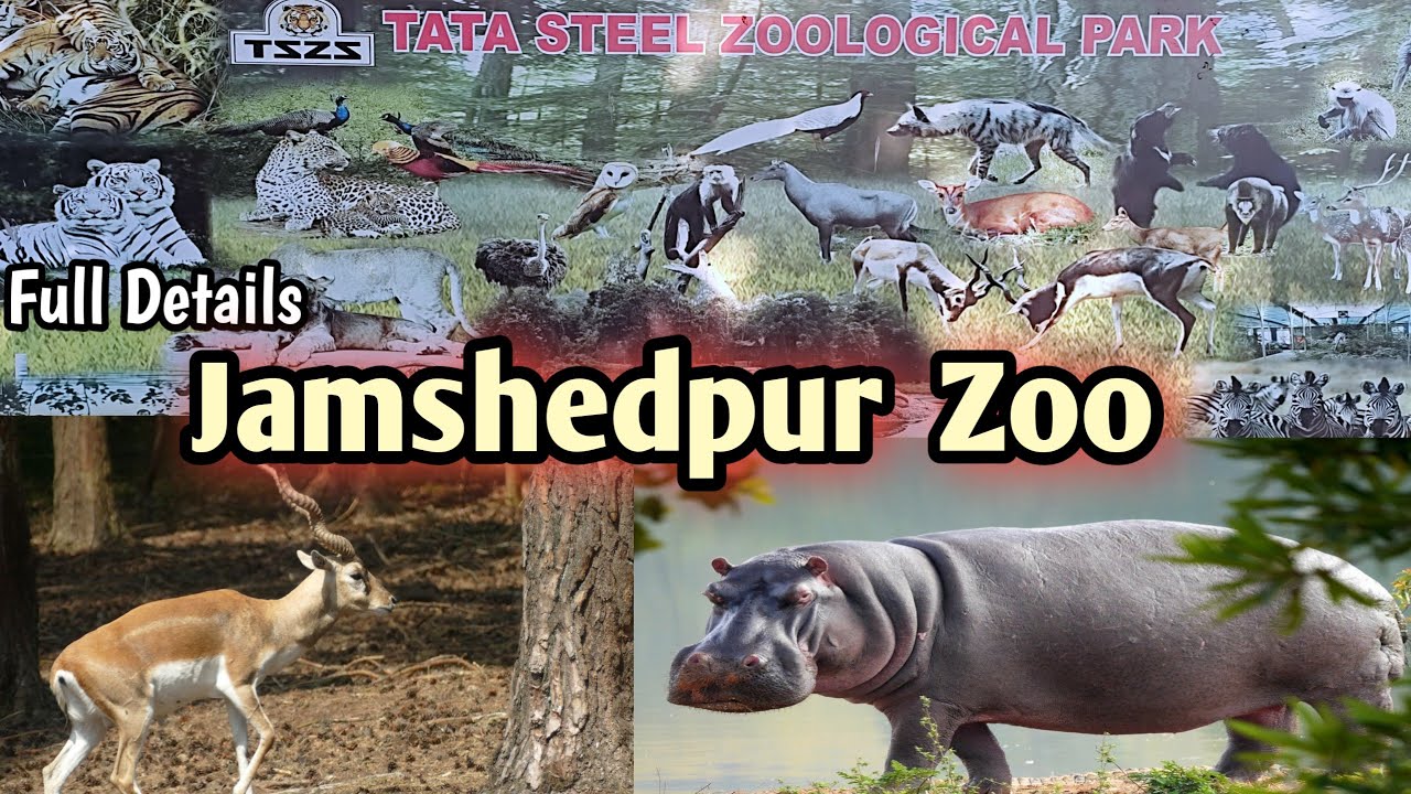 Jubilee Park Zoo ll 🐅 टाइगर बीमार 😿 ll TATA Steel Zoological  Park  Jamshedpur ll Jamshedpur Zoo