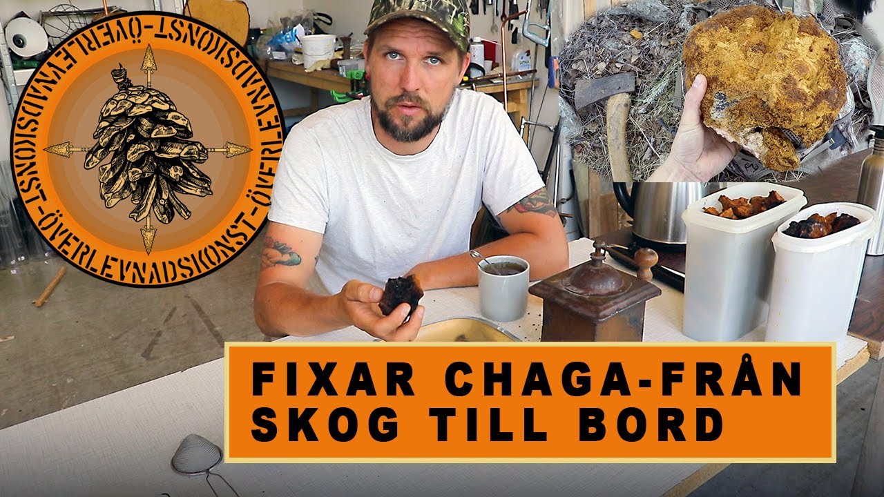 FIXAR CHAGA-FRÅN SKOG TILL BORD