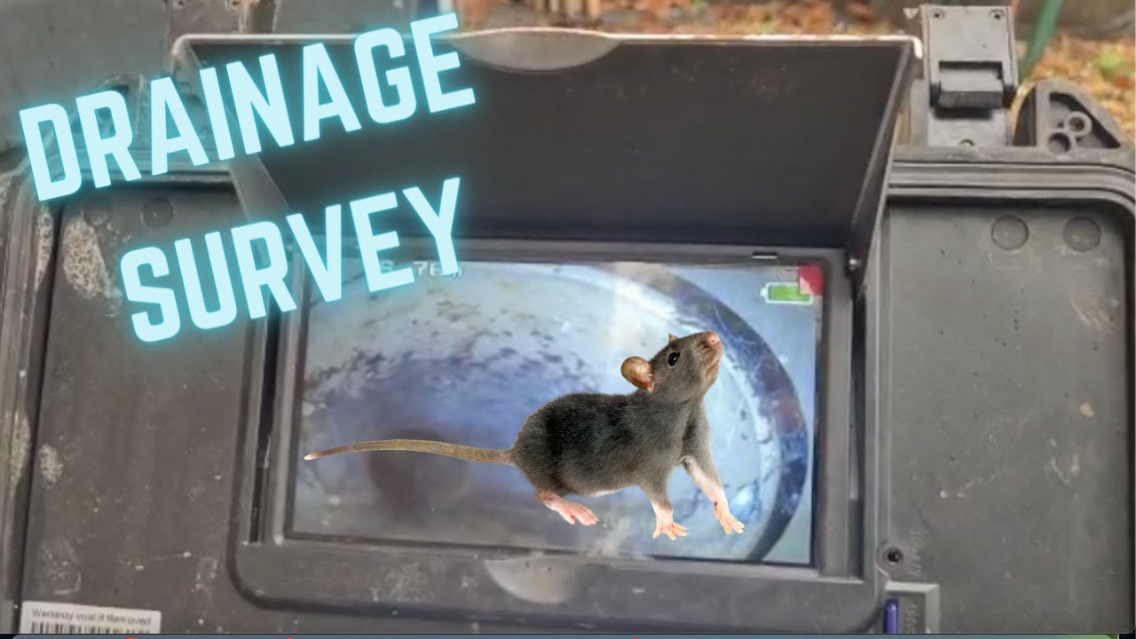 RAT DRAIN CAM SURVEY. How to use a Drain Camera Survey to see how rats are getting in your walls!