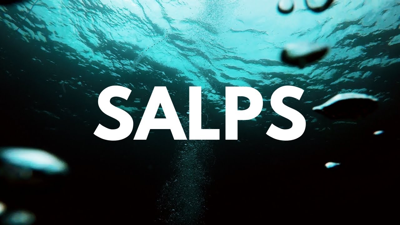 SALPS // PROJECT REEF LIFE