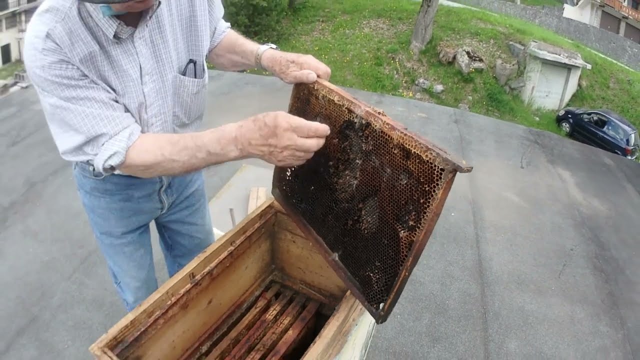 Préparation d'une ruchette pour attirer un essaim d'abeilles avec Joseph mon copain l'apiculteur.