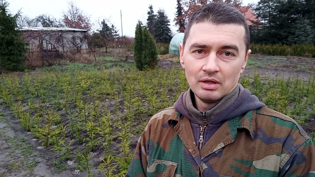 Dywersyfikacja dochodów. Plantacja świerków.