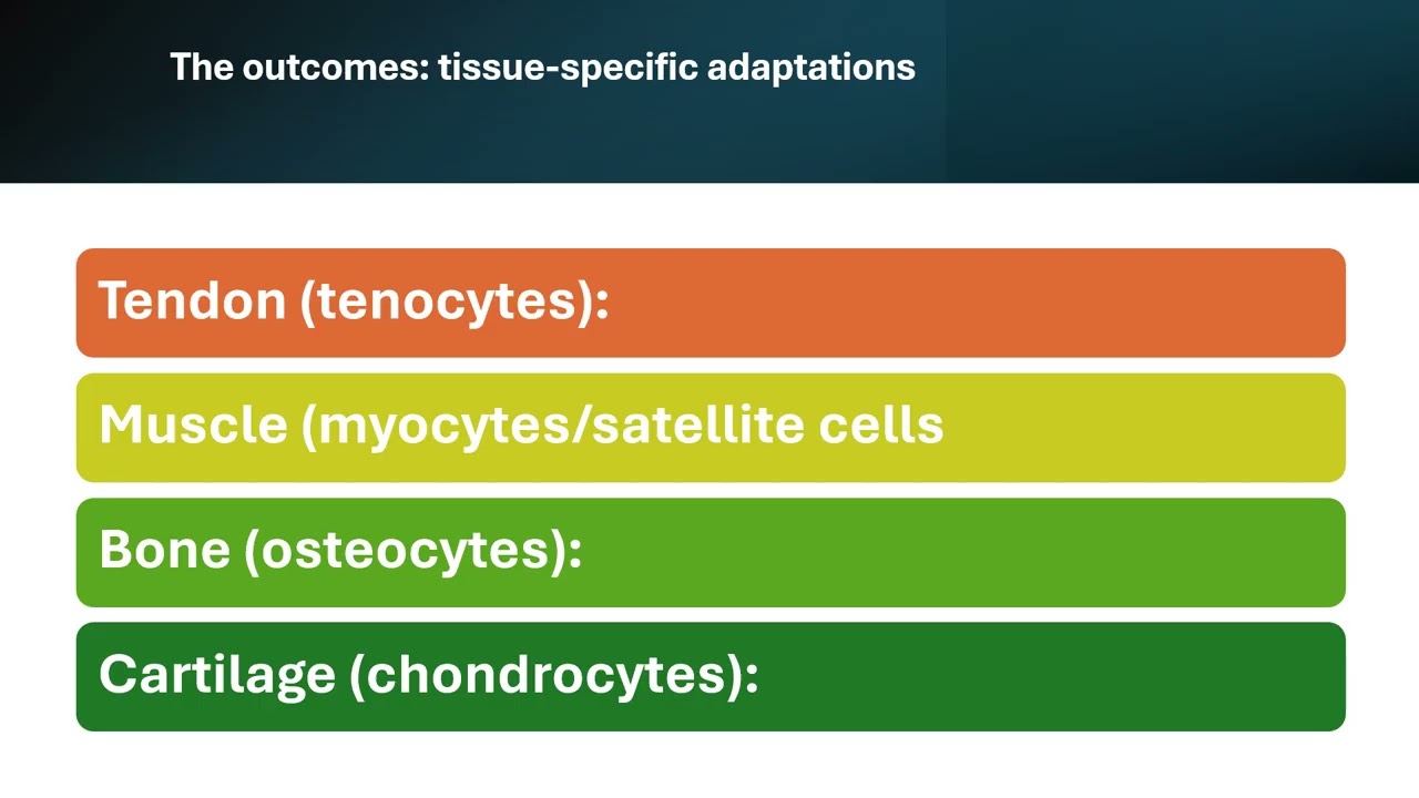 Mechanotransduction 101: How Tissue “Listens” to Load (and Why It Drives MSK Rehab)