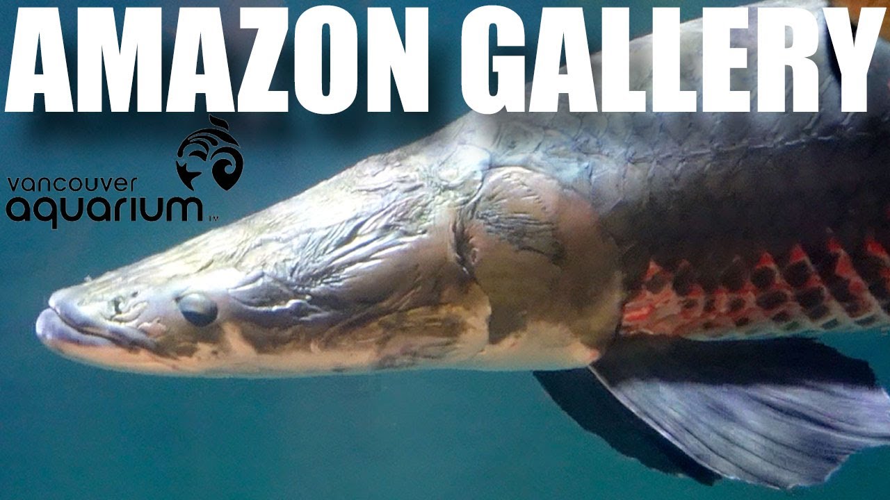 Narrative tour of the incredible Graham AMAZON gallery at the Vancouver Aquarium