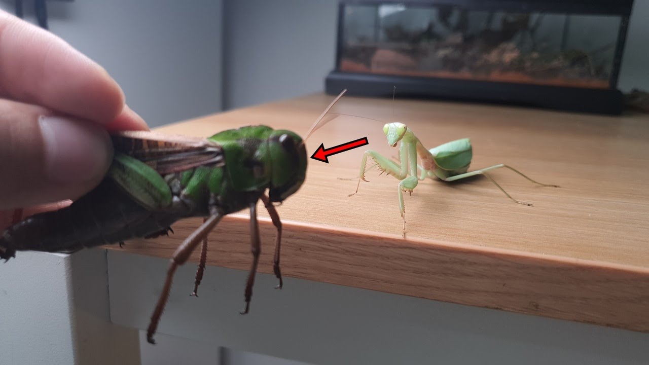 9cm괴물메뚜기를 사마귀에게 줘보았다. I gave a Orthoptera to the mantis.