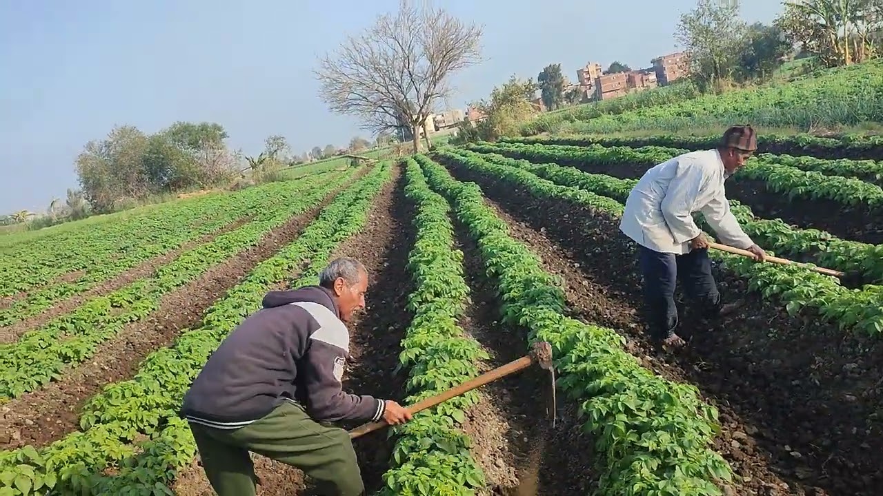 تنقيه الحشائش الضاره وتقليب التربه