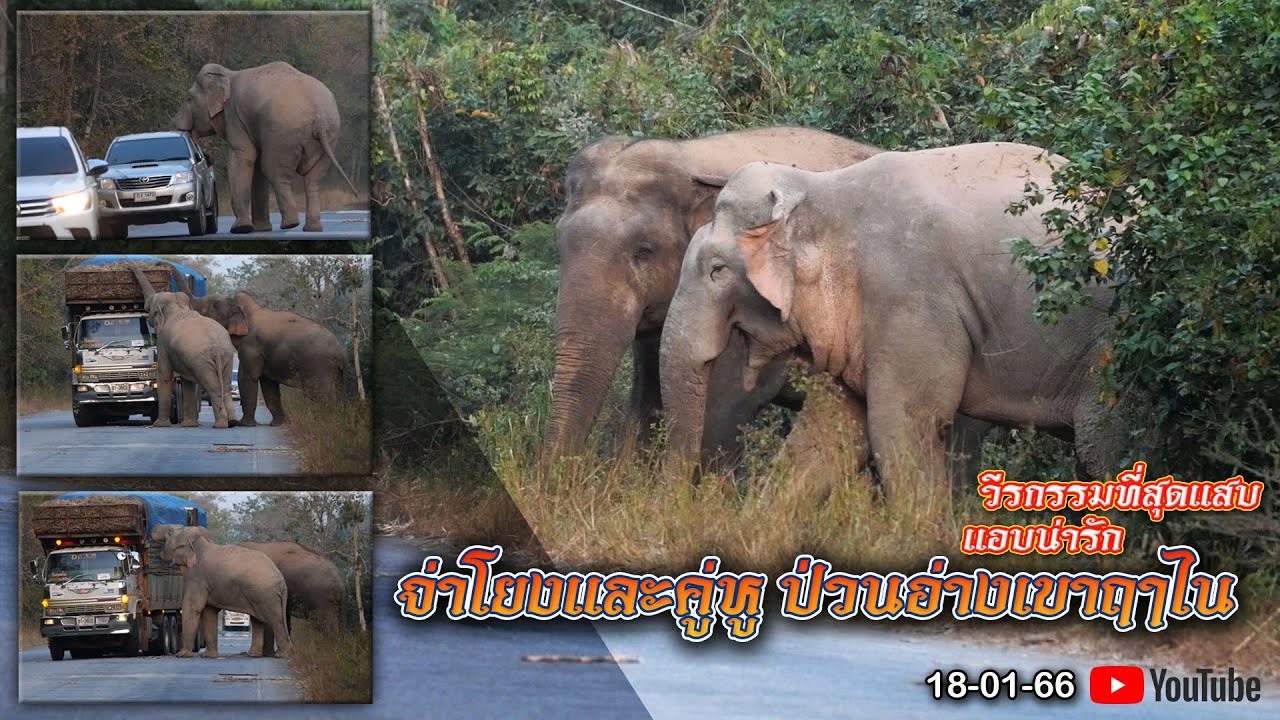 ขวาง กัก จก จูบ วีรกรรมจ่าโย่ง และคู่หู ป่วนอ่างเขาฤาไน #ด่านลอย #ช้างป่า #elephant