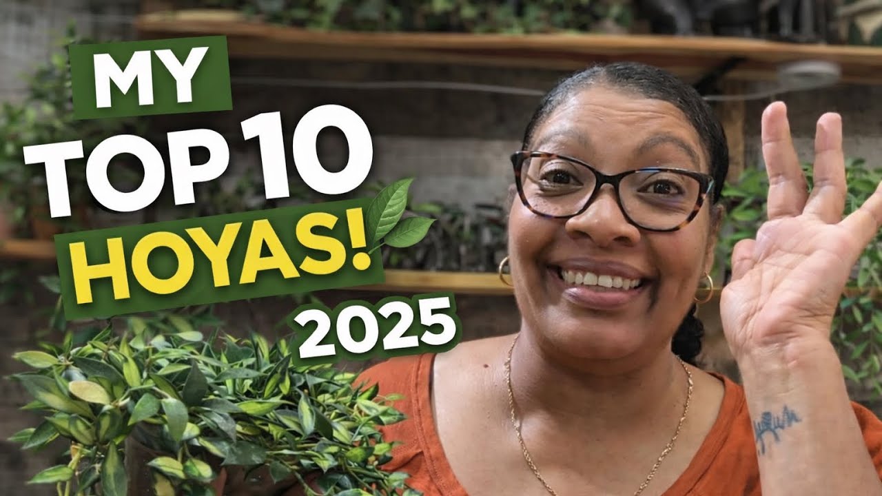 Мои 10 любимых хойяс 2025 года