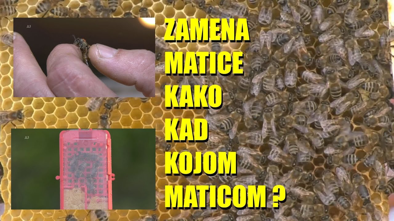 ZAMENA MATICA - kako to uraditi najbolje - neverovatne priče u PČELARSTVU - kako do SAVRŠENE matice