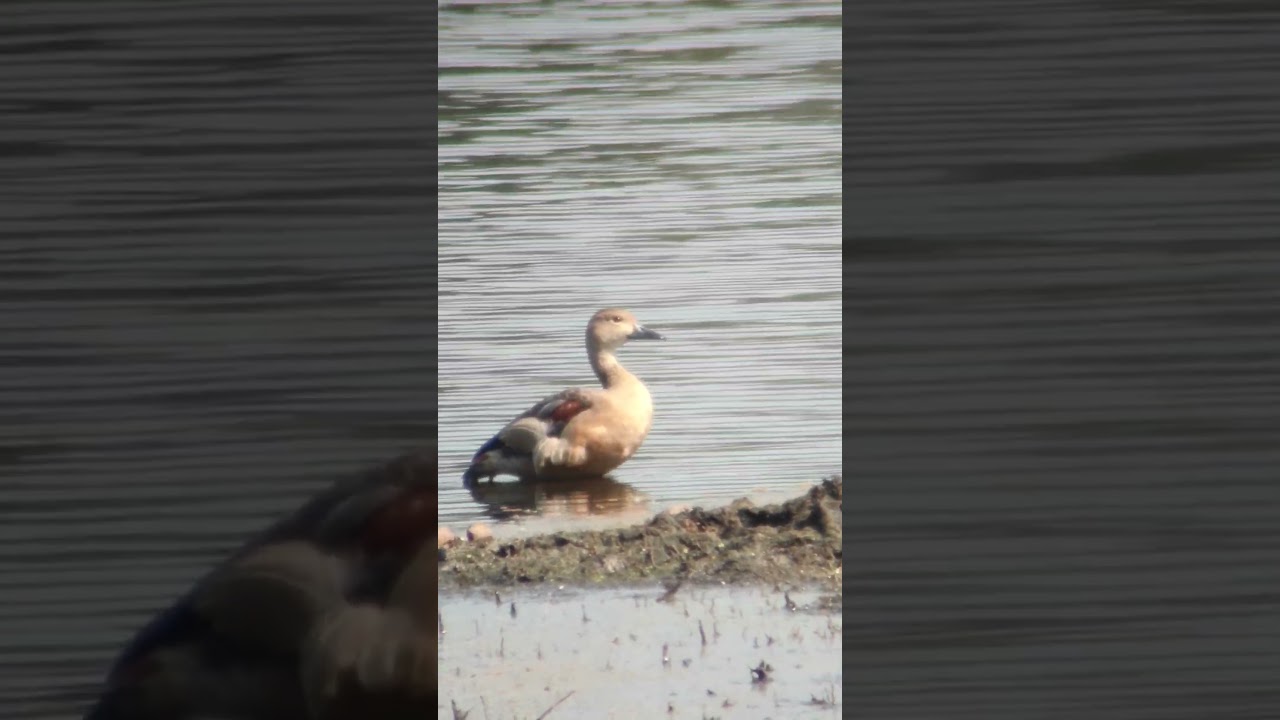 Lesser whistling duck 