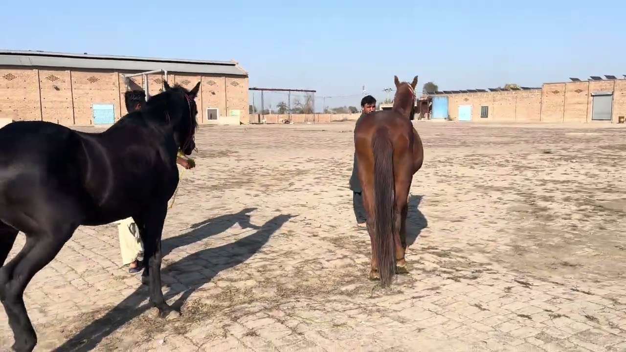 ￼ Beautiful horse