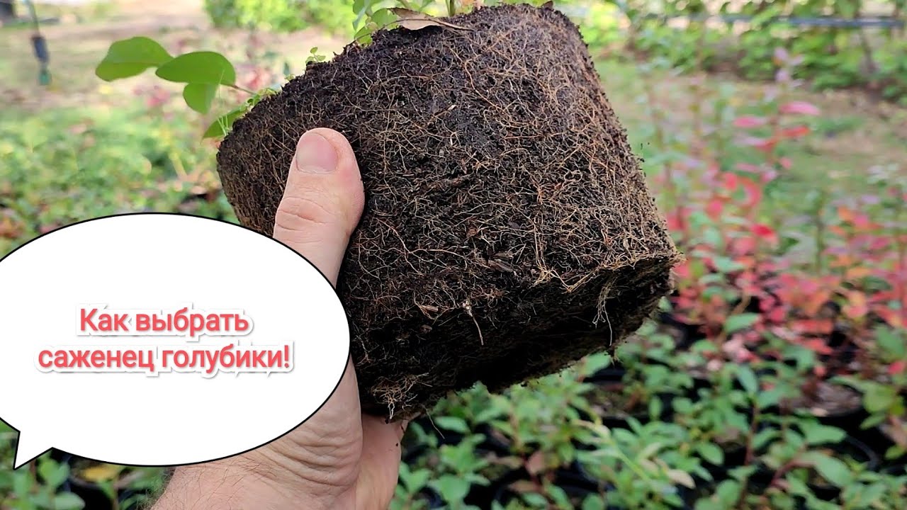 Как выбрать качественный саженец голубики!!!
