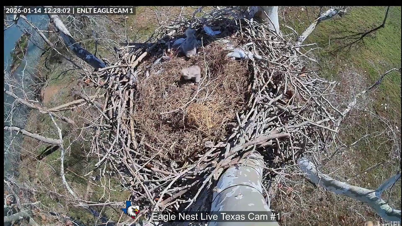 Eagle Nest Live Texas 🦅 20260114 Day