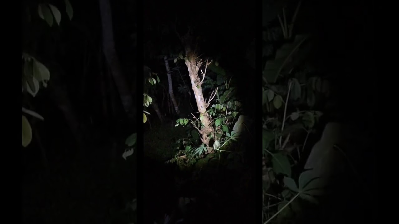 PELOSOK HUTAN TERHOROR VIRAL