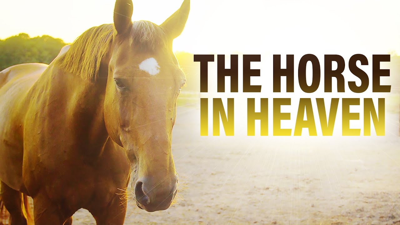 What This Horse Told Me in Heaven Will Melt Your Heart