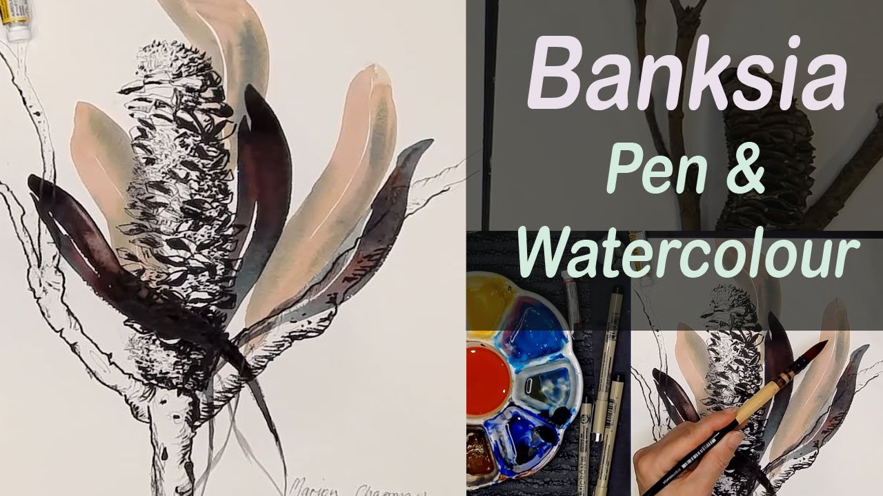 Australian botanicals: Banksia in pen & watercolour