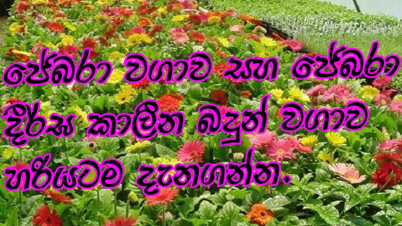 How  to Grow Gerbera Flower Plants in Sinhala