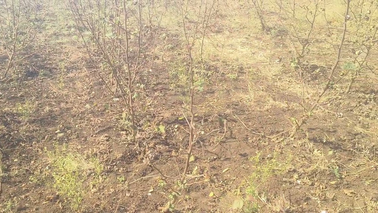 Jarasangam mandal land 5 aceras land 55 lakhs for  interested party call me. 8309716451