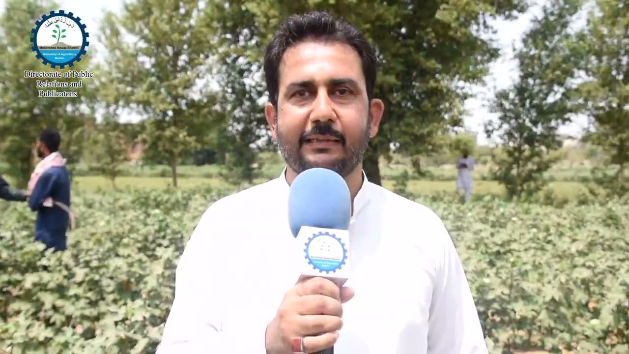 Glimpses from Cotton Soybean Intercropping field day at MNSUAM