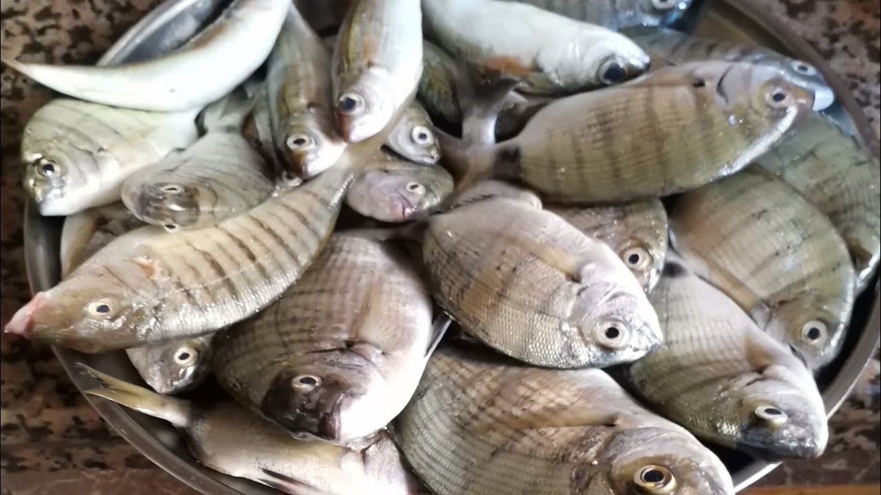 صيد السمك بشاطئ طنجة