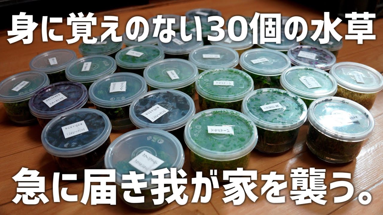 大トラブル発生。福袋買ったらとんでもない量の水草が届いて気を失うアクアリスト。#621【アクアリウム】