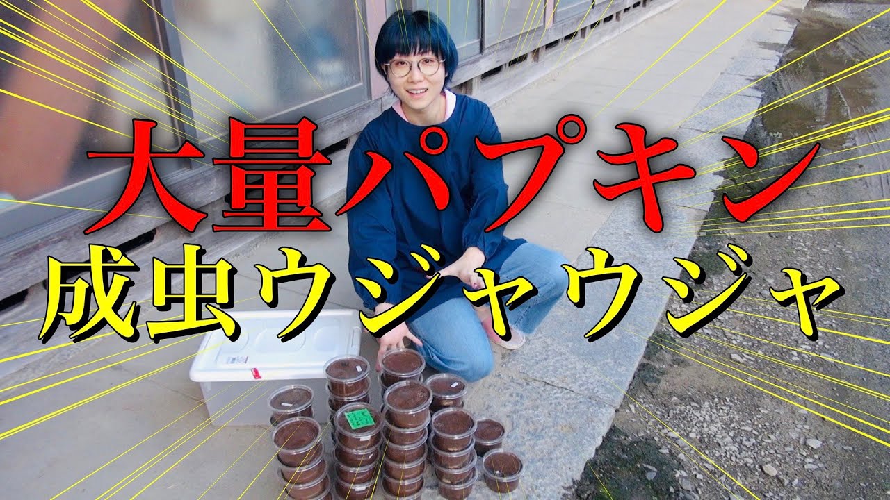 大量羽化したパプキンを仕分けてたらハーレムだった件