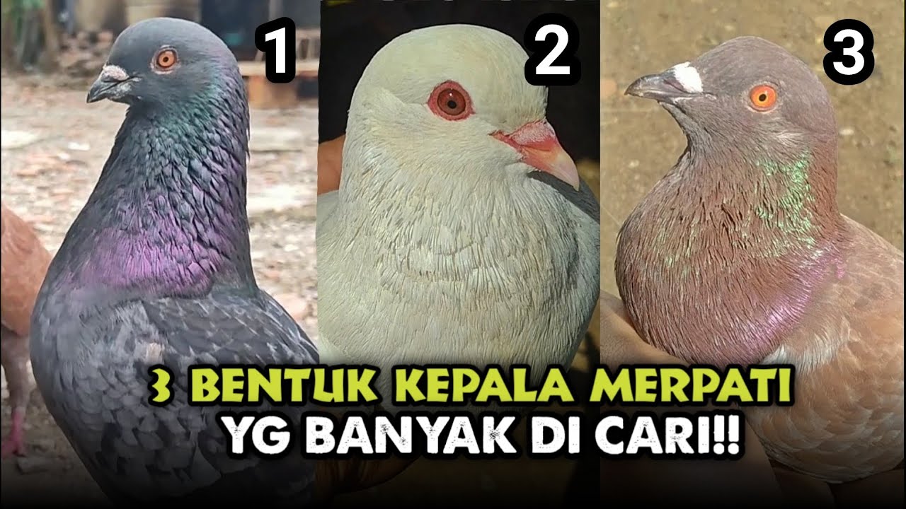 3 BENTUK KEPALA MERPATI YANG PALING DI CARI‼️