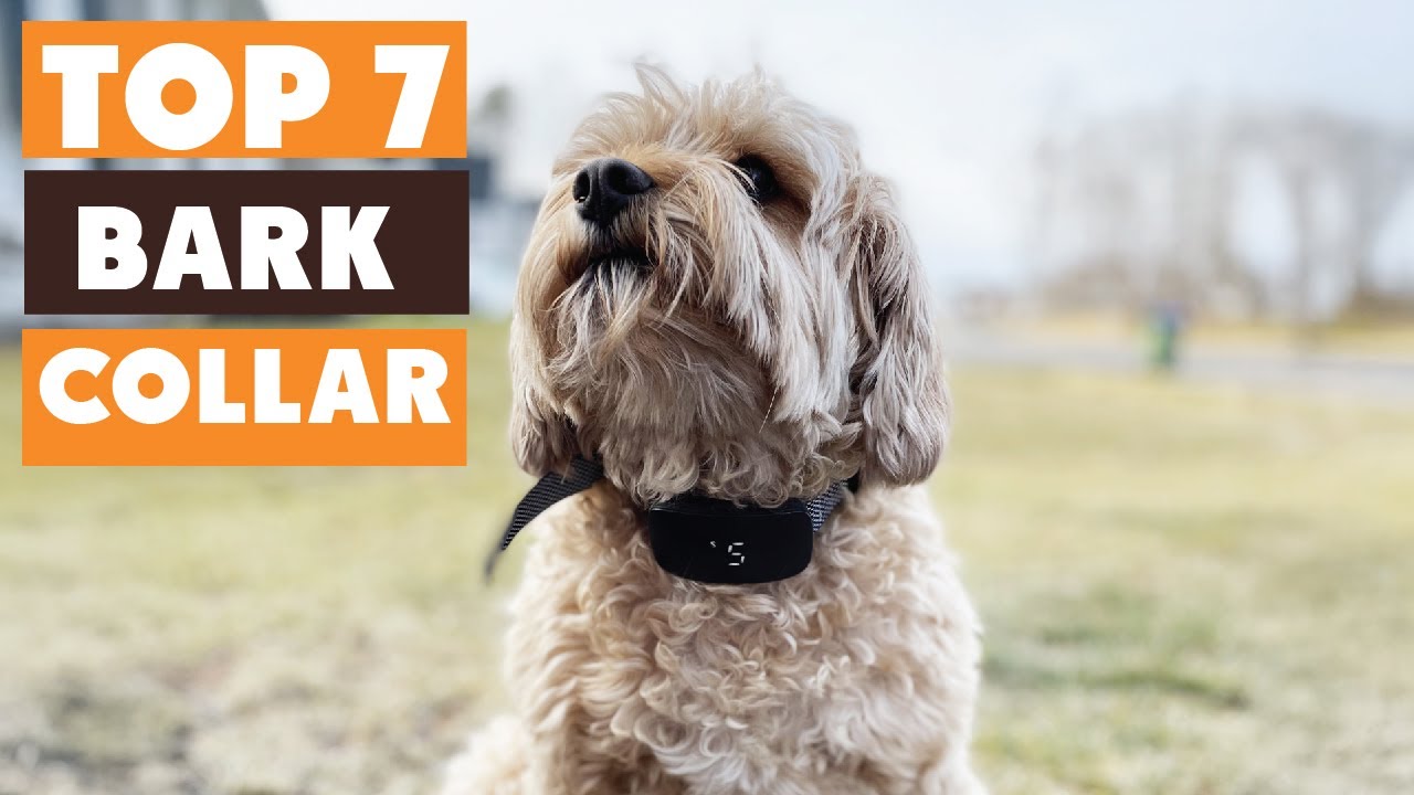 7 Best Bark Collars to Stop Excessive Barking in 2025