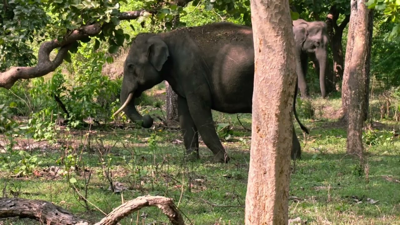 Wild Encounters | Bandipur Forest Safari Adventure | Wildlife Safari | Jeep Safari