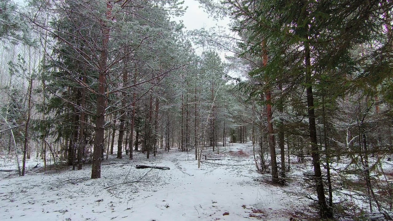 Snowy Forest. pt.1. December 2024