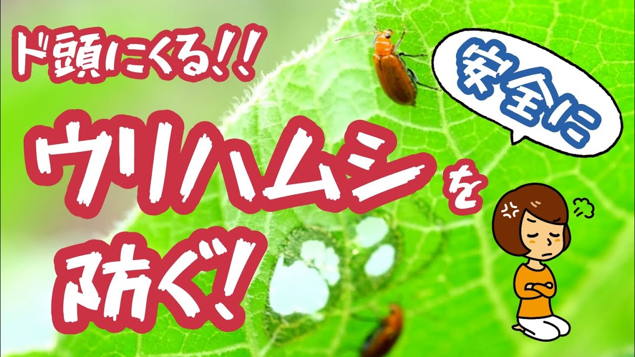 怒り爆発！ウリの葉をボロボロにするウリハムシを防ぐ！【安全に防除】【ベジボン】