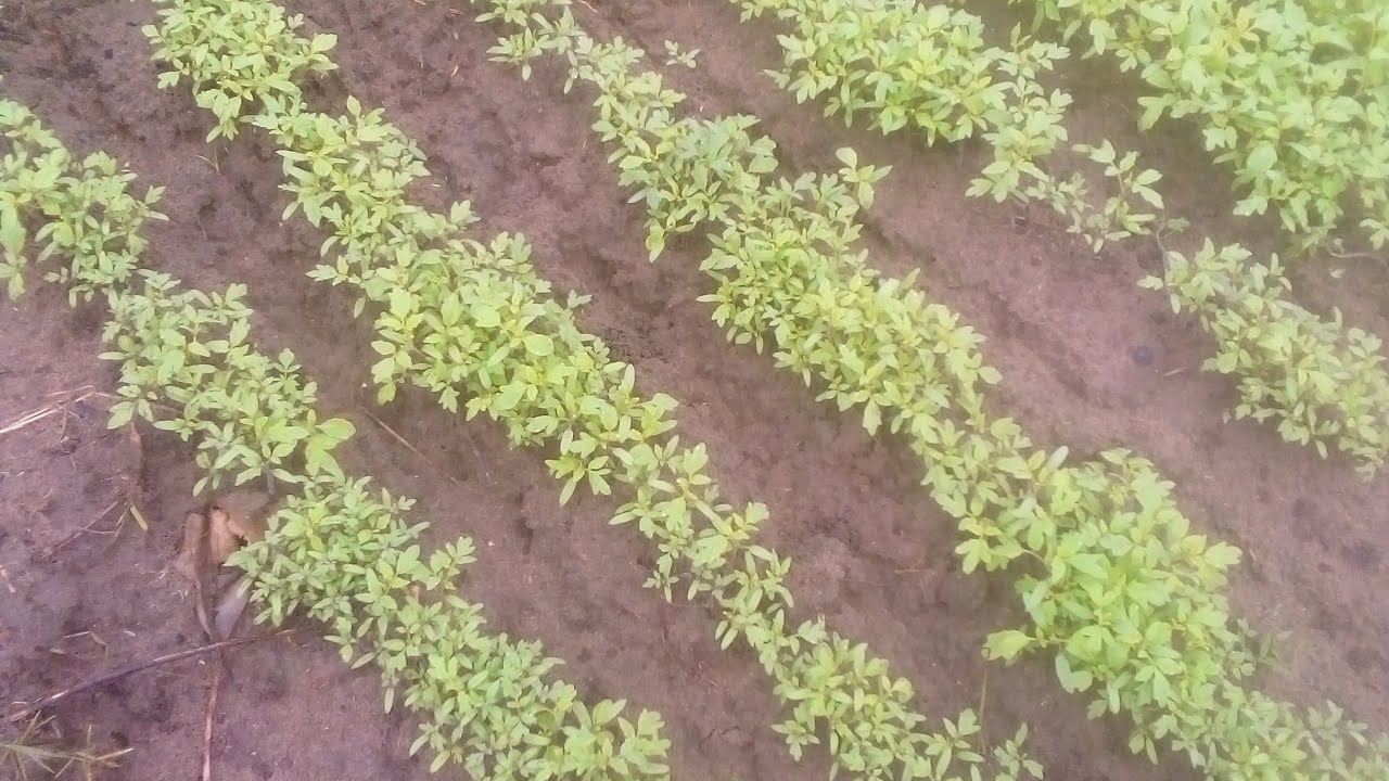 comment réussir sa pépinière de Tomates étape par étape.