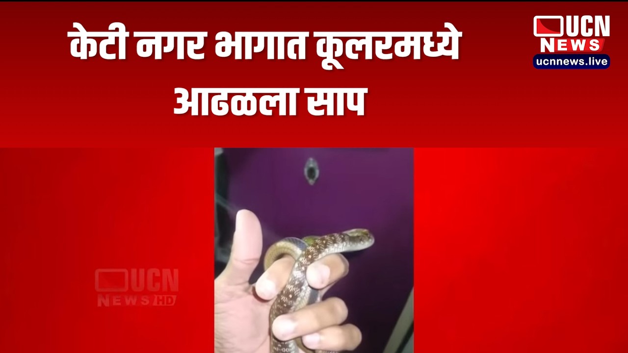 Nagpur - Snake found in cooler in KT Nagar area