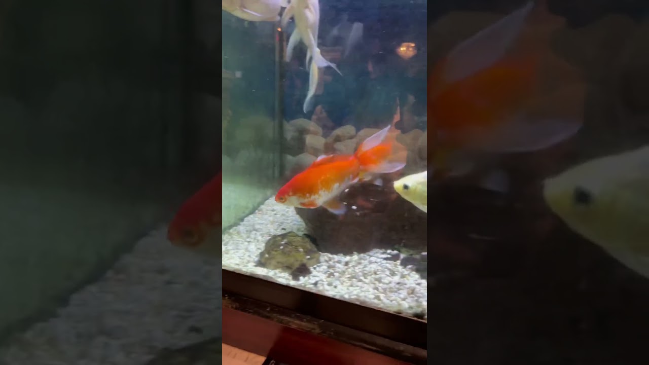 Goldfish mating in a Chinese restaurant