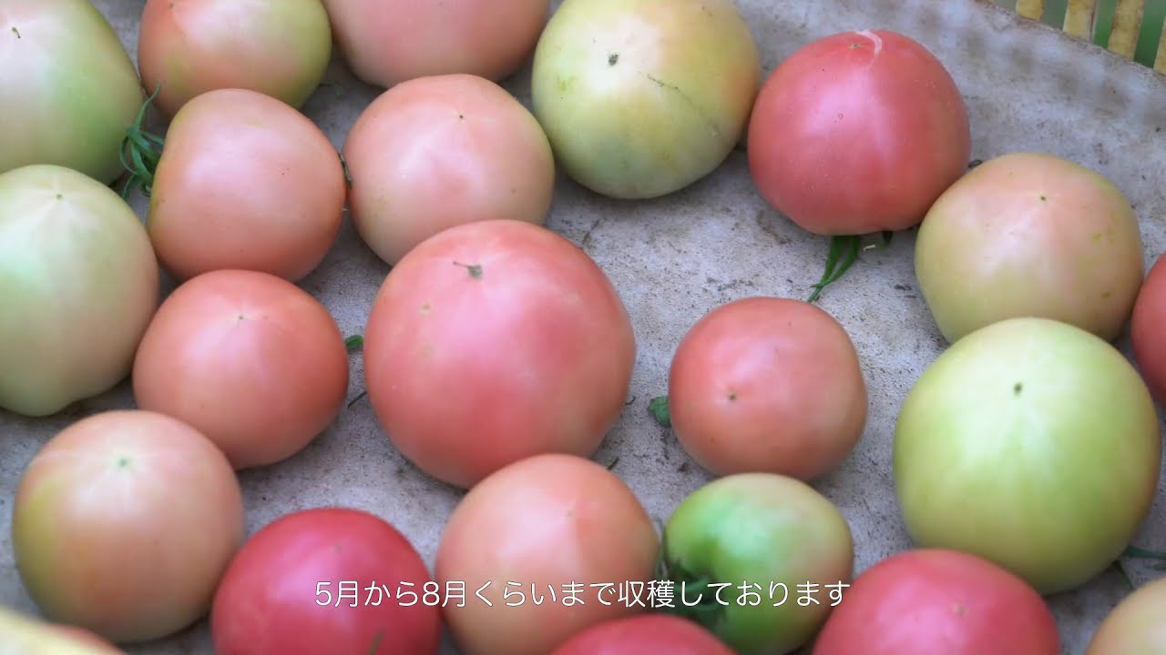 農作業マニュアル動画【トマト編】 JAグループ石川