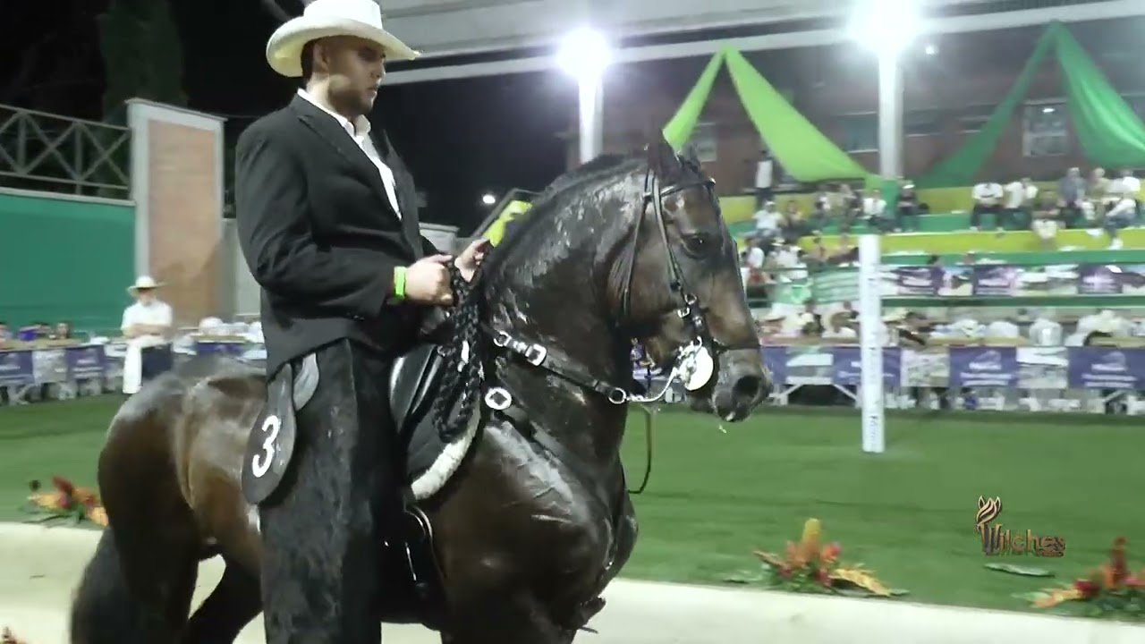CORAJE DE LA FONTANA, GRAN CAMPEÓN RESERVADO TROCHA Y GALOPE FESTIVAL EQUINO PIPINTÁ LA PINTADA 2026