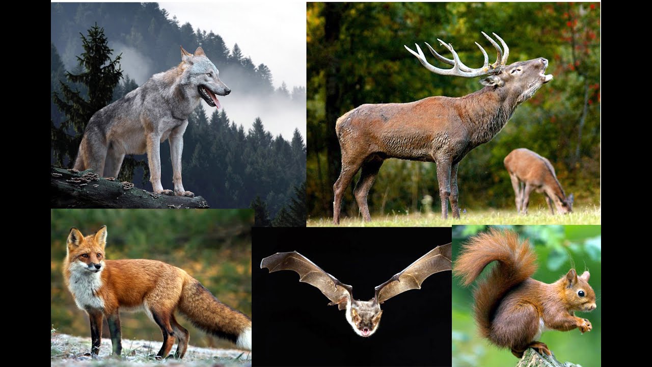 I VERSI DEI MAMMIFERI DEL BOSCO