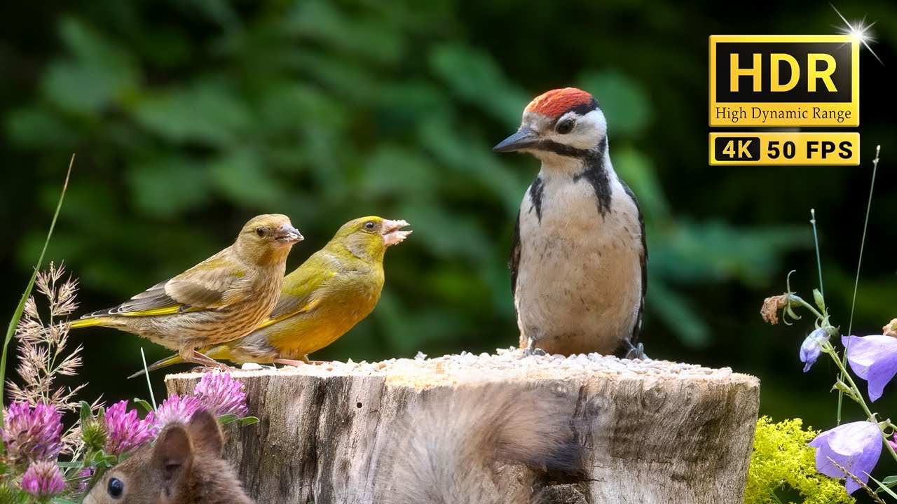 Relaxing Forest Bird Sounds: Your 83min Nature Getaway (4K HDR)