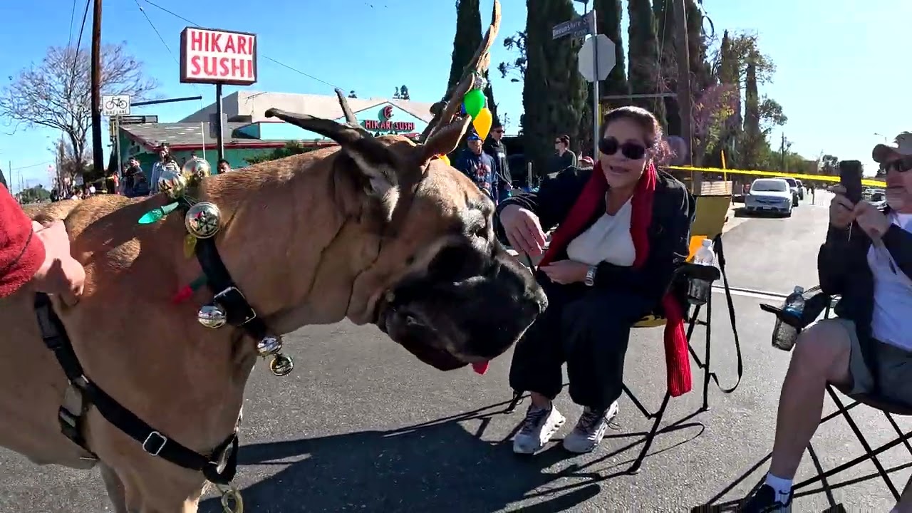 Cash 2.0 Great Dane-deer at the Chatsworth Holiday Parade 2024 (1 of 5)