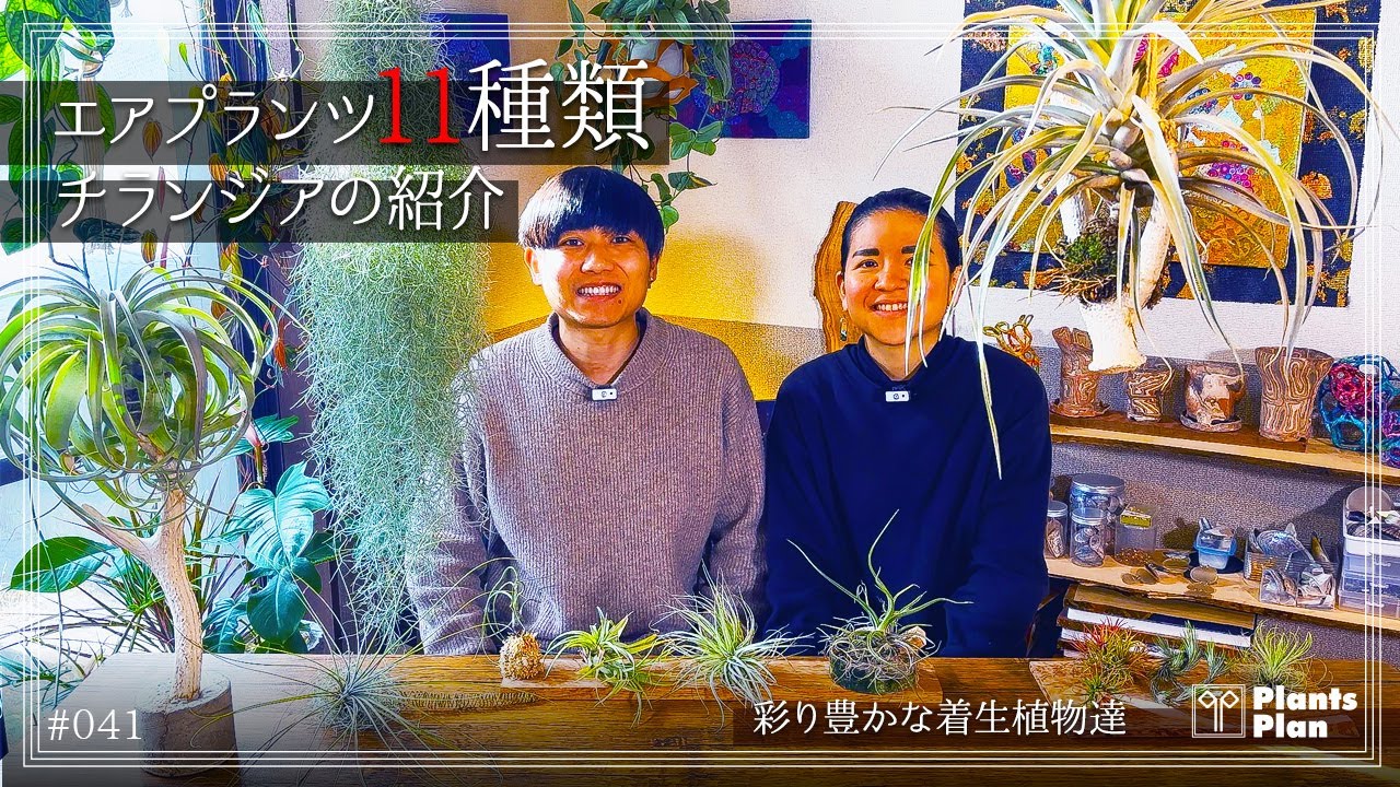 #041 【植物紹介】エアプランツ11種類 チランジアの紹介(彩り豊かな着生植物達)