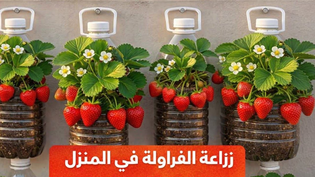 أسهل طريقة لزراعة الفرولة في المنزل 🍓 🌱 بكل سهولة من البذور إلى الحصاد خطوة بخطوة! 🥰