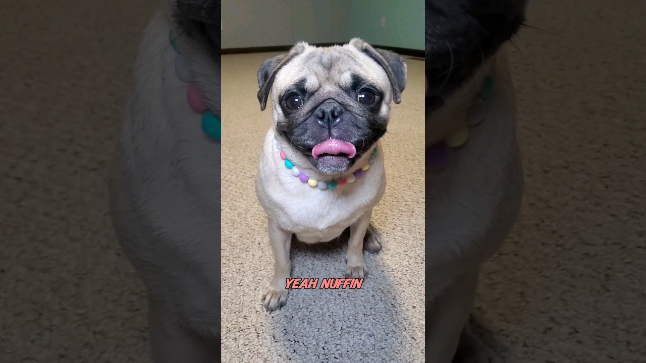 I dunno what a dog is 🤪 