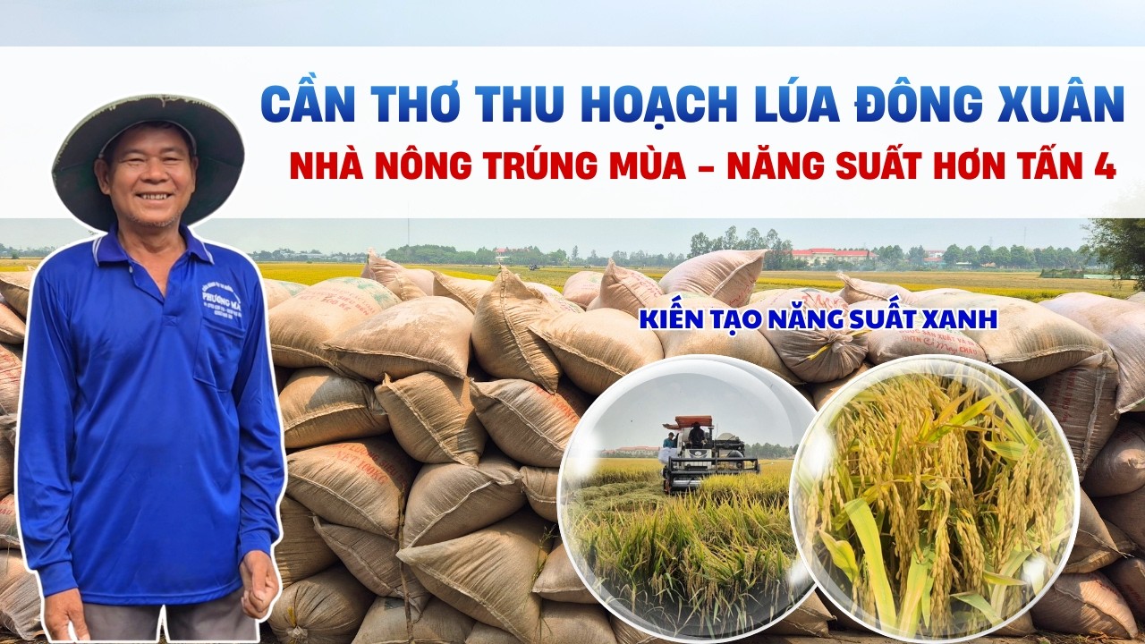 CẦN THƠ THU HOẠCH LÚA ĐÔNG XUÂN, NĂNG SUẤT 
