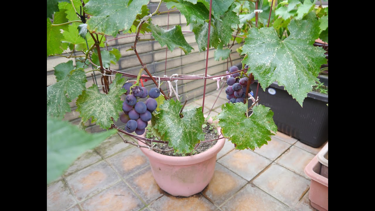 Grow potting grape vines from cuttings I