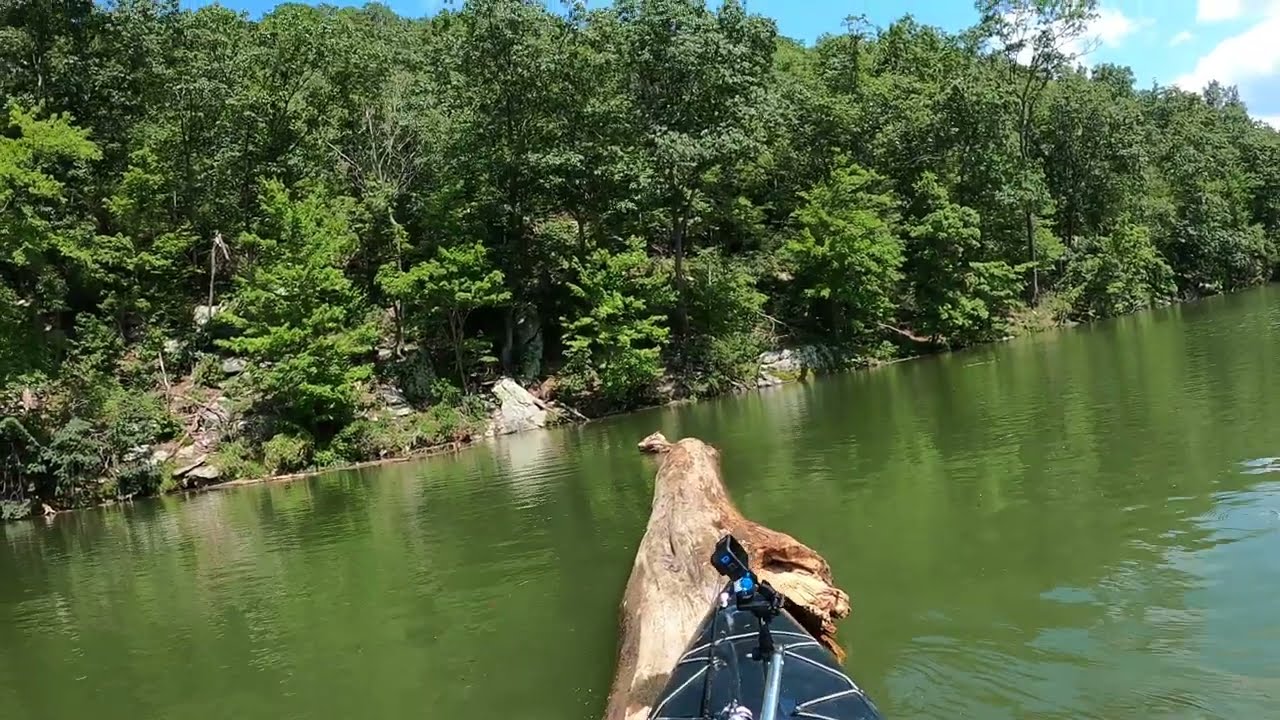 Pushing A Tree With My Pungo Kayak