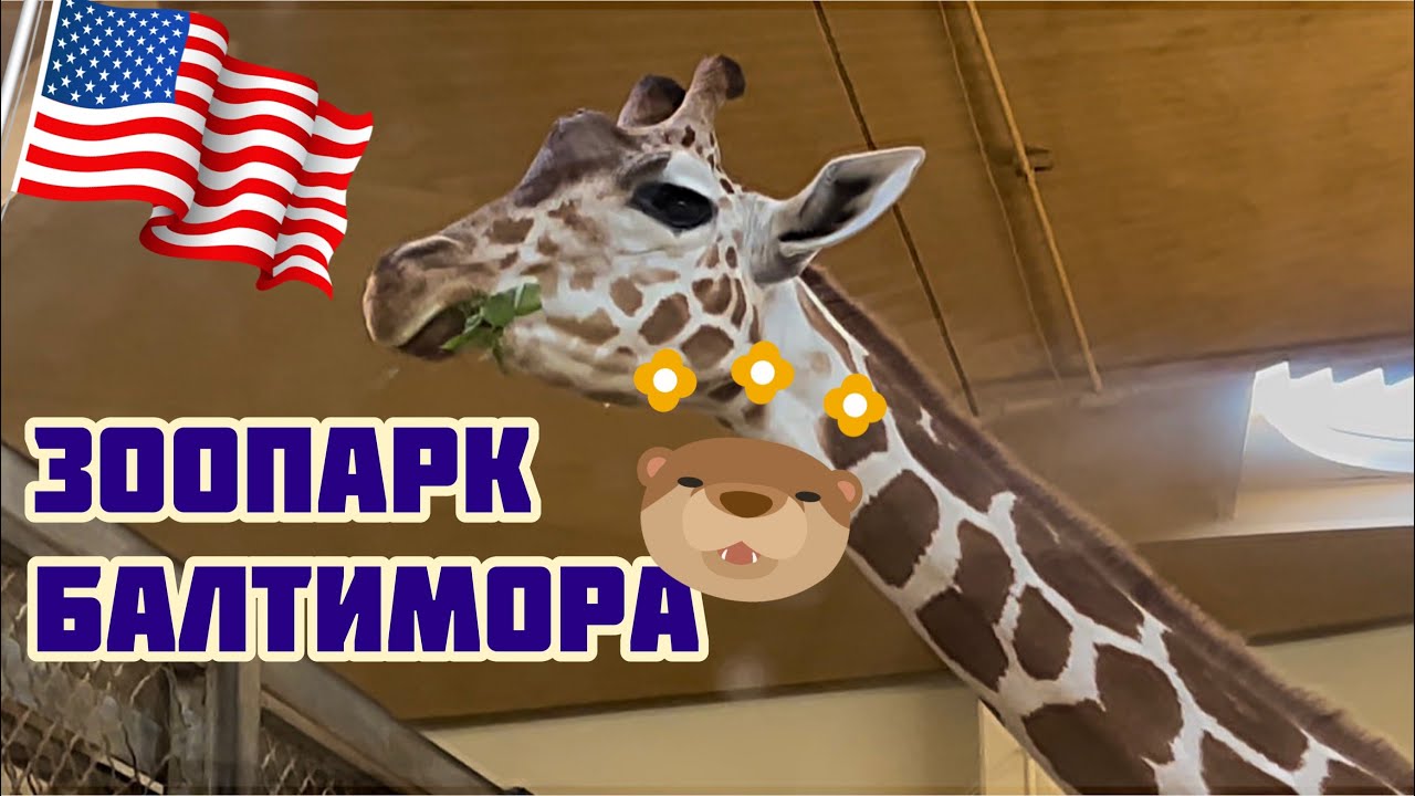 ВЛОГ| ОТКРЫТЫЕ АМЕРИКАНЦЫ| ПОСЕТИЛА ЗООПАРК БАЛТИМОРА