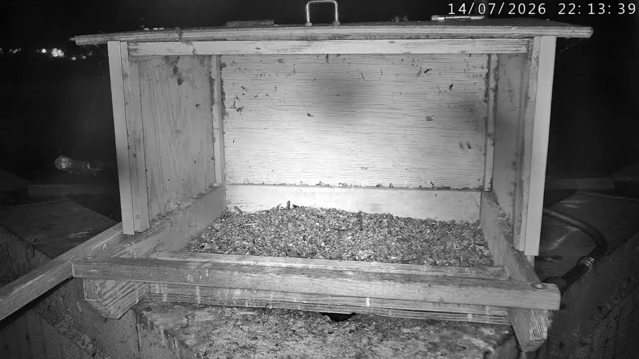 Xcel Energy Bayfront Peregrine Falcons