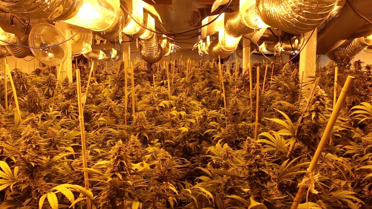 Week 8 60,000 Watt Grow