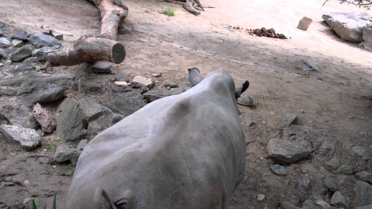 Rhino farts