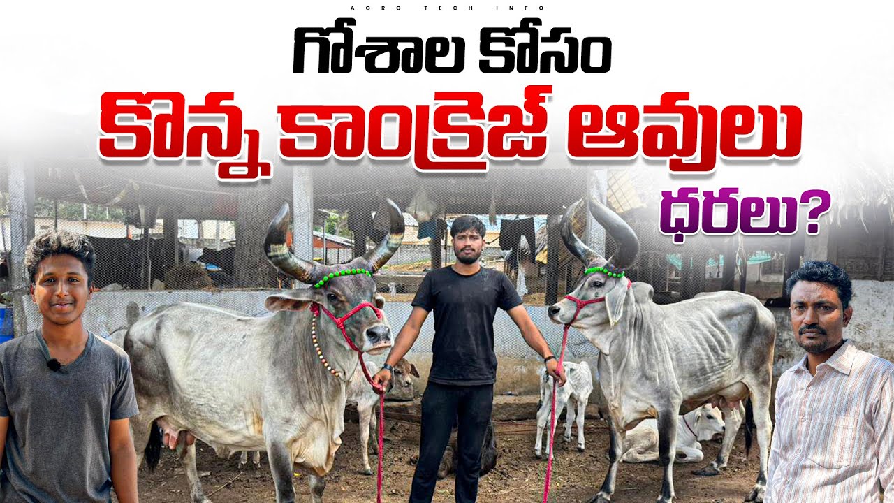 గోశాల కోసం కొన్న కాంక్రెజ్ ఆవులు , ధరలు || Kankrej Cows  Price In Hyderabad 